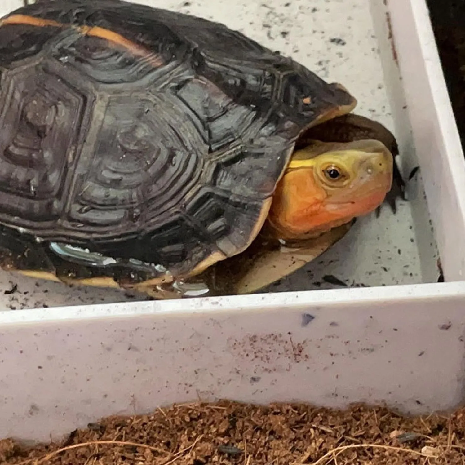 REPTIZOO Multi-Function Tortoise/Lizard Water Dish #GK11
