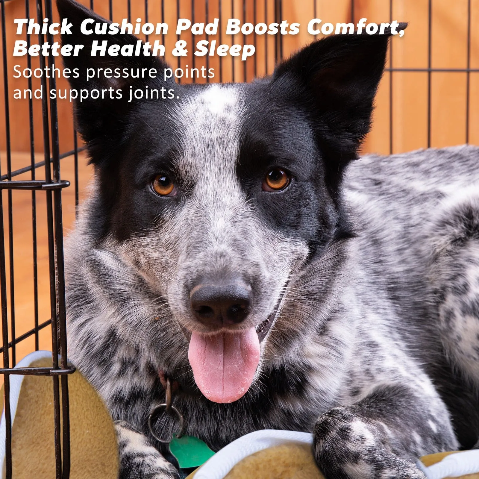 Wire Dog Cage Foldable Crate Kennel 24in with Tray   Cushion Mat Combo